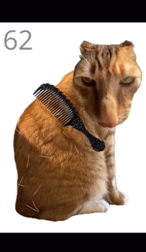 给猫梳毛正版下载