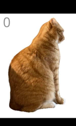 给猫梳毛正版下载